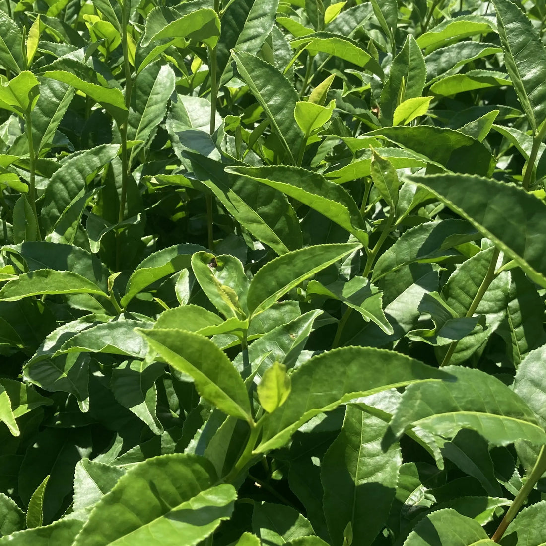 Okumidori Matcha: Japan's Finest Ceremonial Grade Matcha