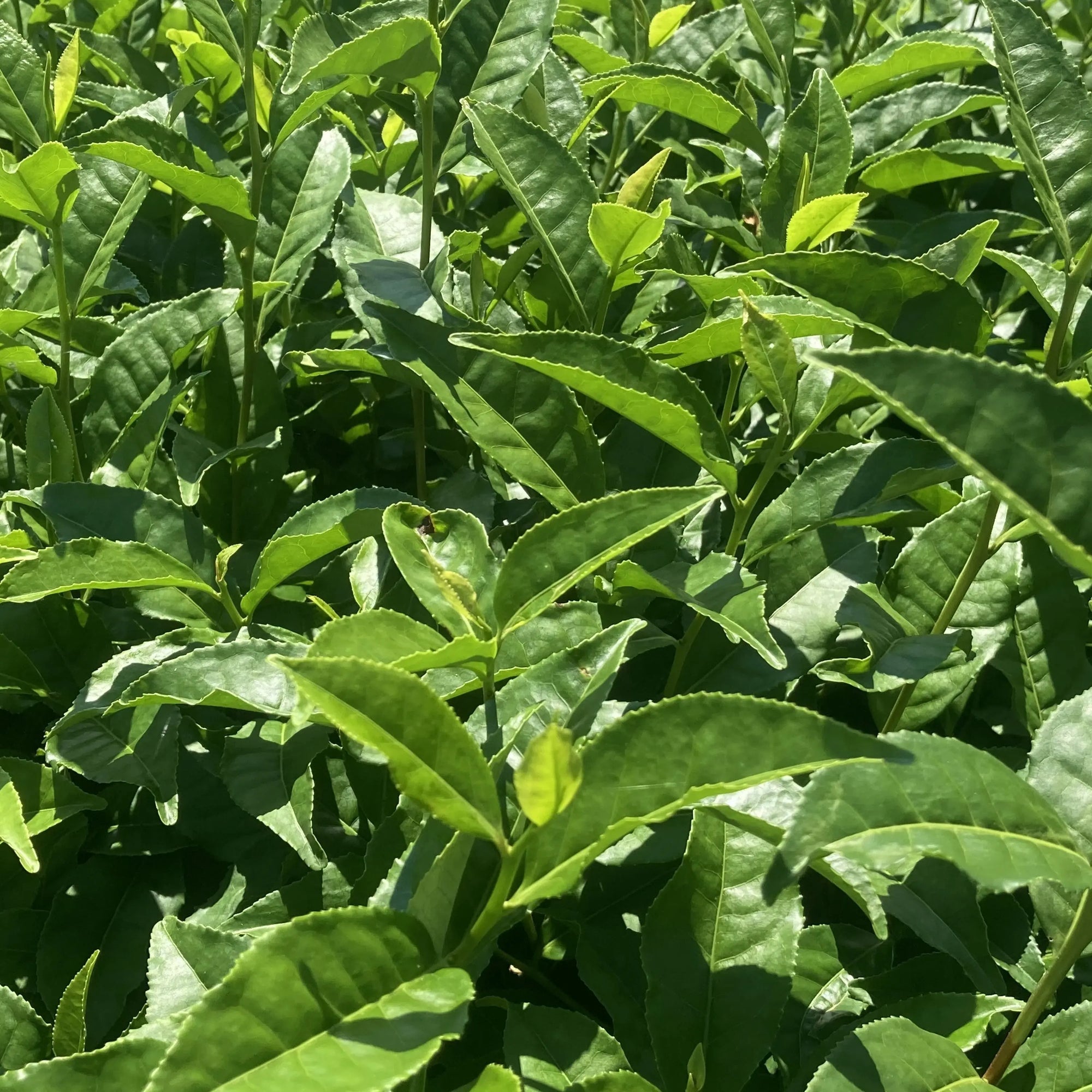 Okumidori Matcha: Japan's Finest Ceremonial Grade Matcha