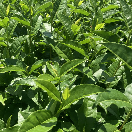 Okumidori Matcha: Japan's Finest Ceremonial Grade Matcha