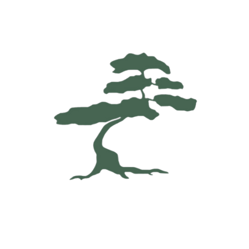 Bonsai Cha | Innovative Matcha Maker | Premium Matcha Green Tea