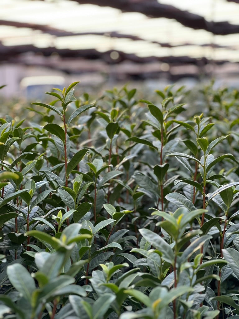 Japanese tencha tea leaves shade-grown in Uji, Kyoto